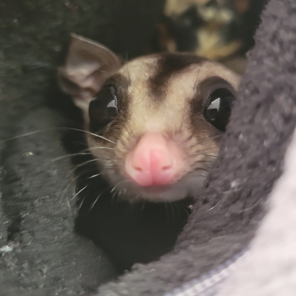 GusGus the SugarGlider - Picture 4 of 4